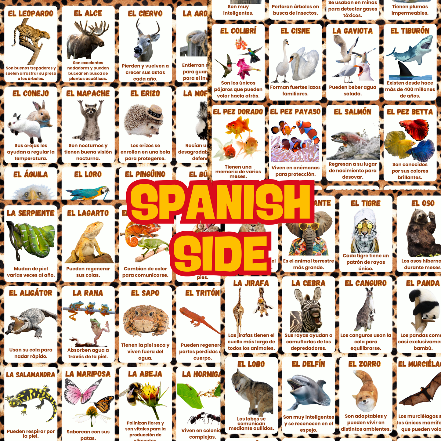 <tc>Paquete de tarjetas didácticas en español de Animales Locos en inglés (64 tarjetas) ¡Aprende animales y datos divertidos en inglés! Para aprendizaje + revisión</tc>