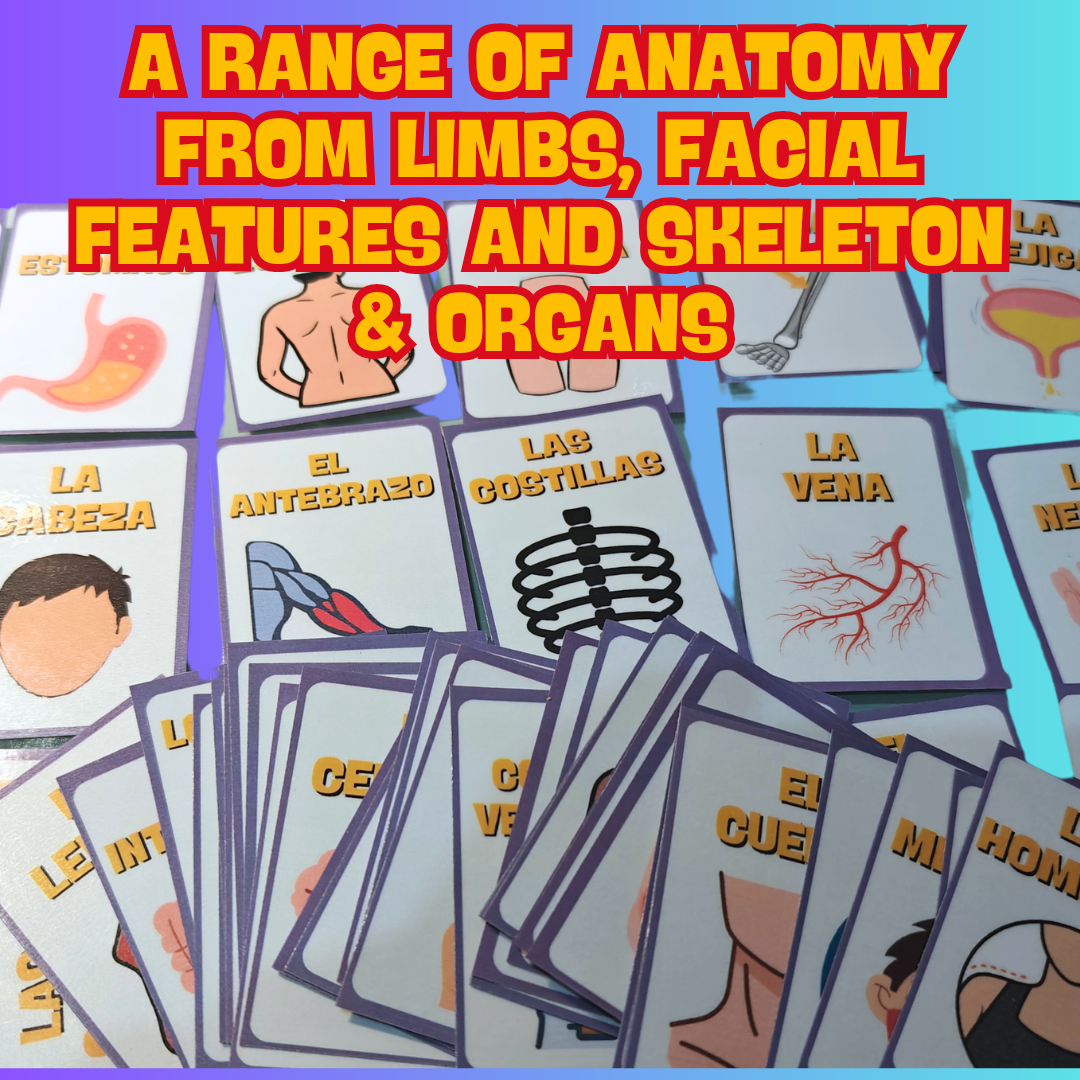 Anatomy Flashcards 64 Pack – Spanish & English Body Parts Double-Sided Learning Tools