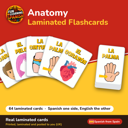Anatomy: laminated Spanish flashcards – cover